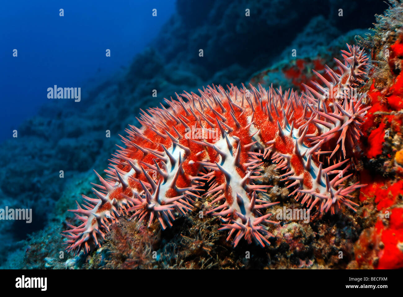 Velenoso Corona di Spine Starfish (Acanthaster planci) in corrispondenza di una barriera corallina, Cocos Island, Costa Rica, America Centrale e del Pacifico Foto Stock