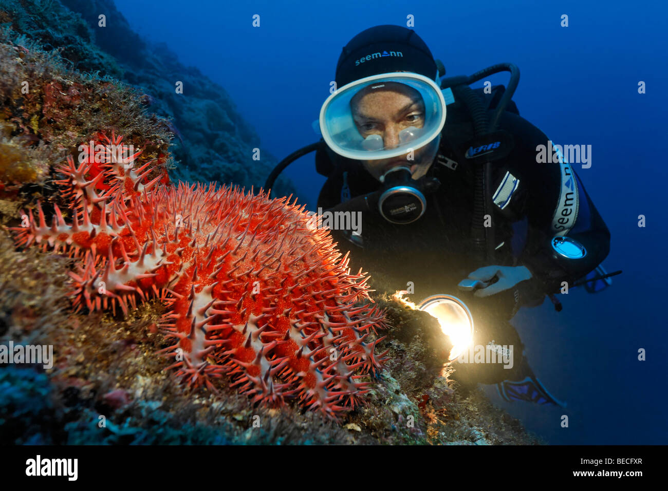 Subacqueo con torcia a guardare velenoso Corona di Spine Starfish (Acanthaster planci) in corrispondenza di una barriera corallina, Cocos Island, Costa Rica, centrale Foto Stock