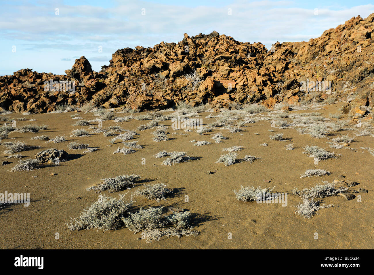 Tiquilia arbusti (Tiquilia nesiotica) su un pendio di fronte a rocce vulcaniche, Bartolomé Island, Galapagos Achipelago, UNESCO Giornate mondiali Foto Stock