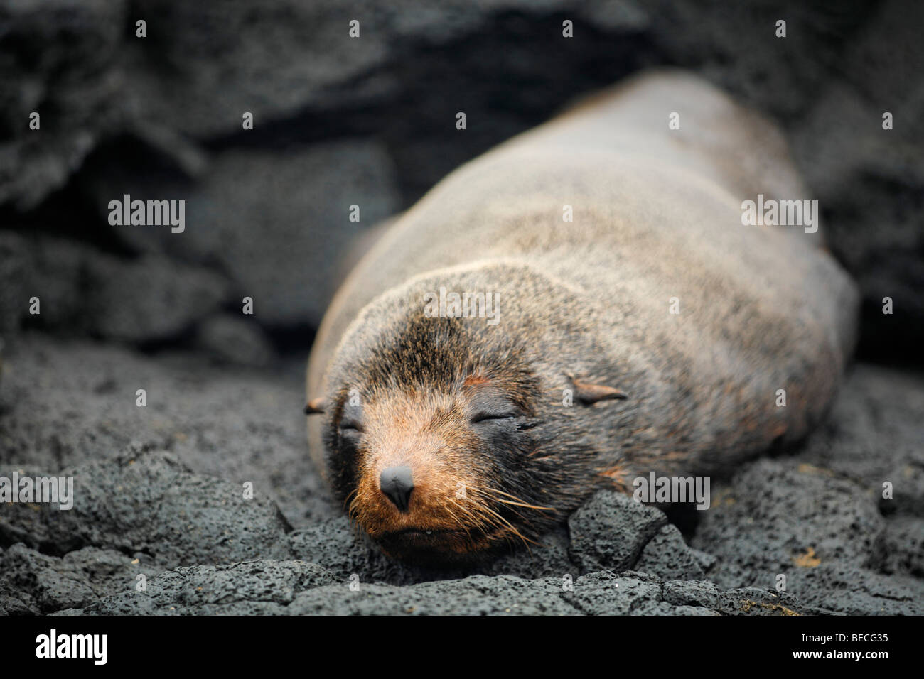 Le Galapagos pelliccia sigillo (Arctocephalus galapagoensis) su roccia, isola di Santiago, San Salvador, Isola James, Puerto Egas, Galapagos un Foto Stock