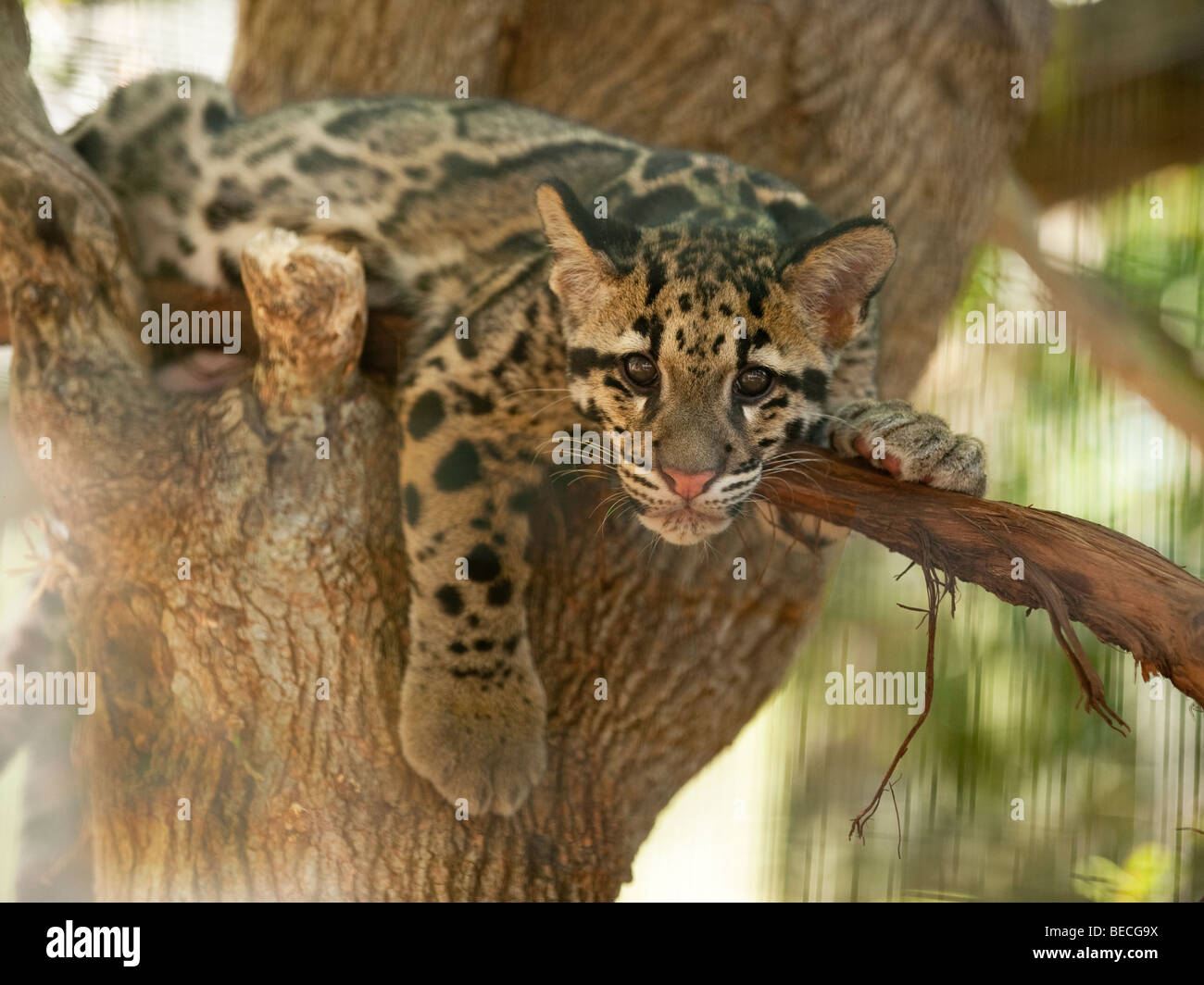 Il leopardo nuvola cub a Nashville Zoo Foto Stock