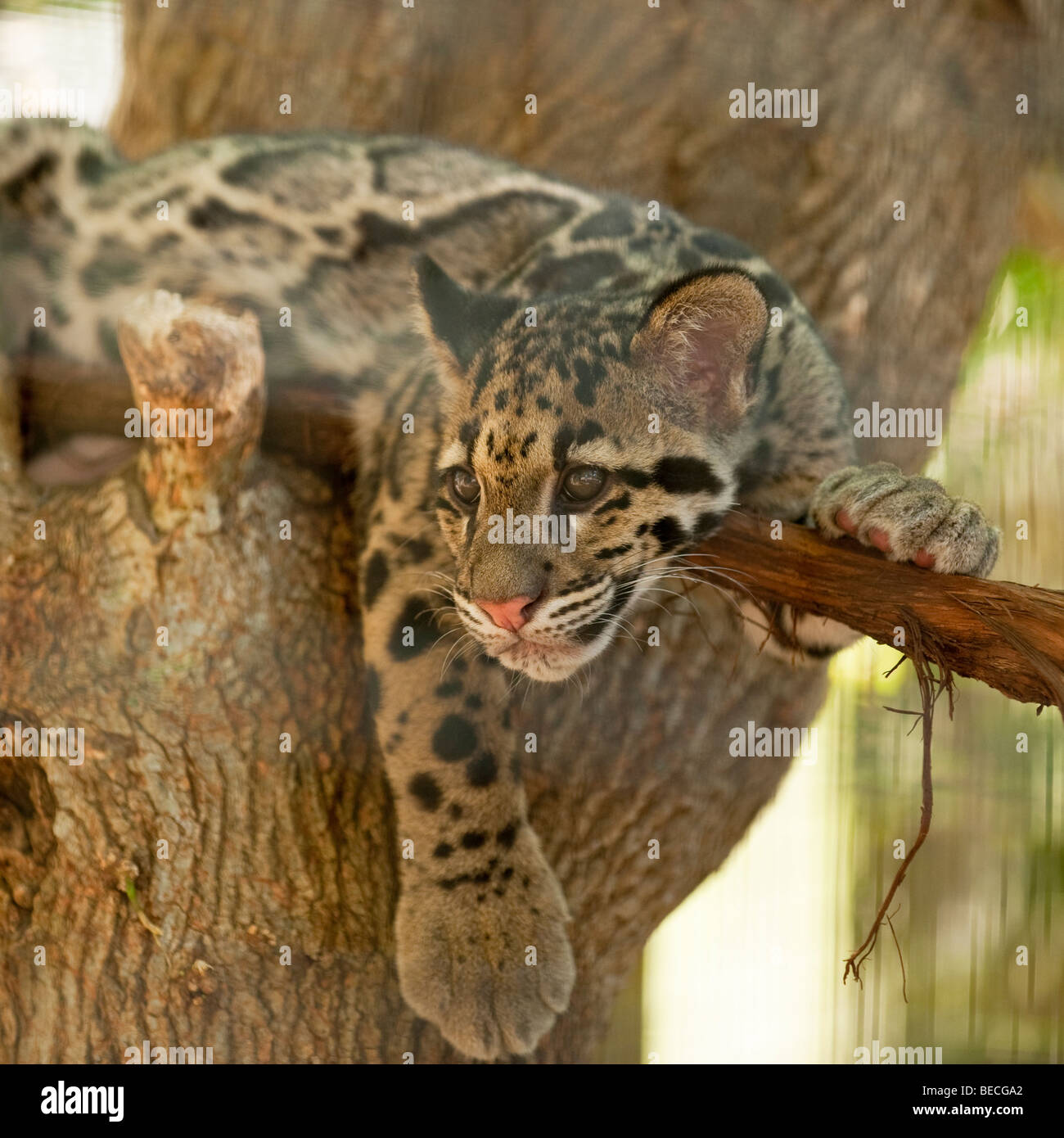 Il leopardo nuvola cub a Nashville Zoo Foto Stock