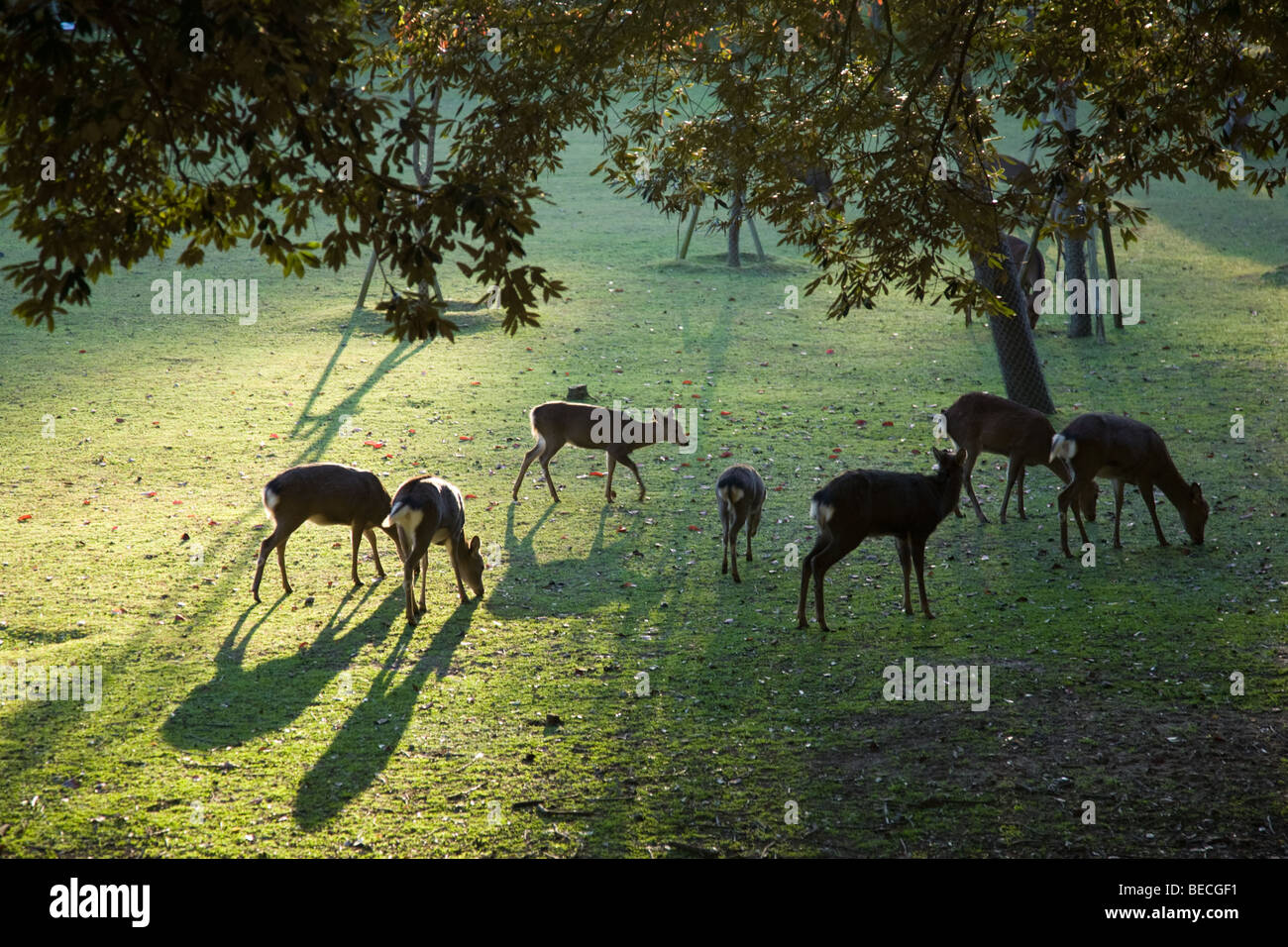 Il Parco di Nara, talvolta chiamato parco dei daini di Nara, è un grande spazio piacevole nel centro di Nara Foto Stock