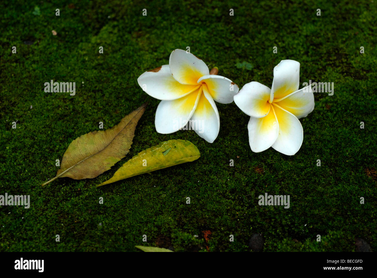 Comune di frangipani o Tempio Tree (Plumeria rubra), fiore nazionale del Laos Foto Stock