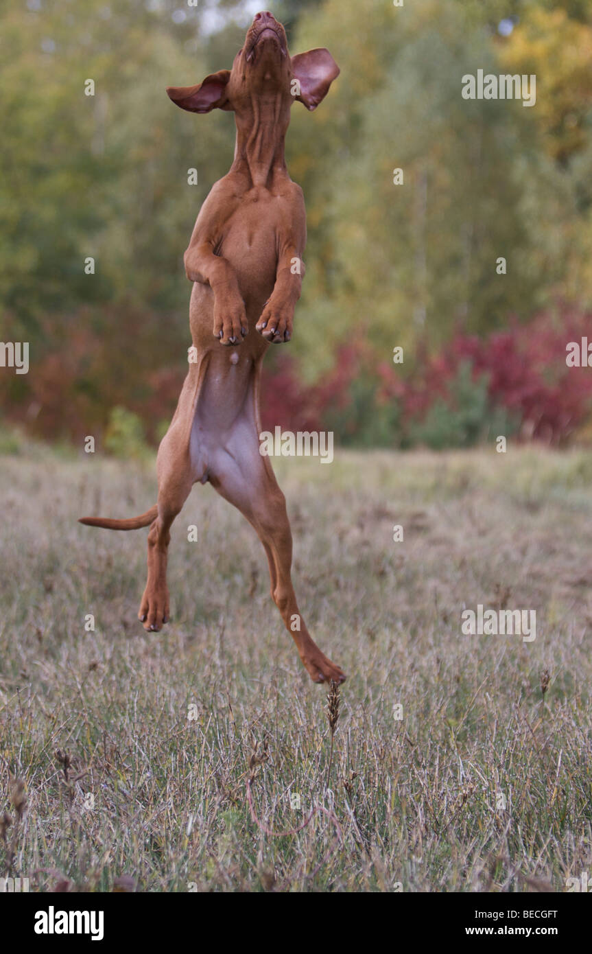 Magyar Vizsla cane jumping Foto Stock