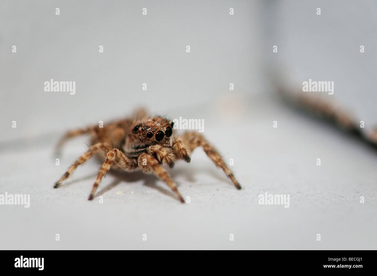 Close-up di spider intrappolato in un angolo. Foto Stock