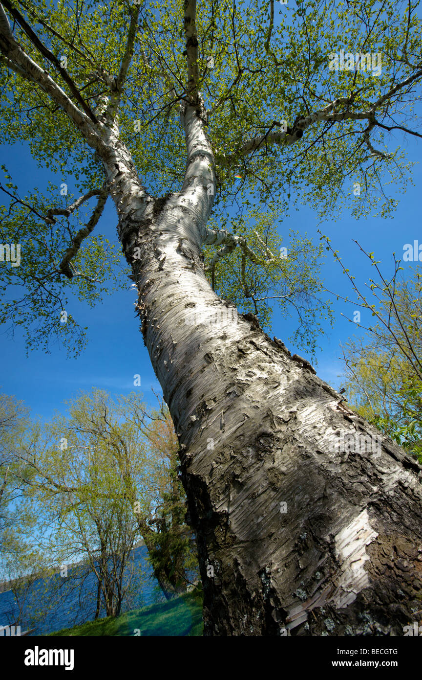 Guardando verso l'alto dalla base di una grande North American Poplar Tree. Foto Stock