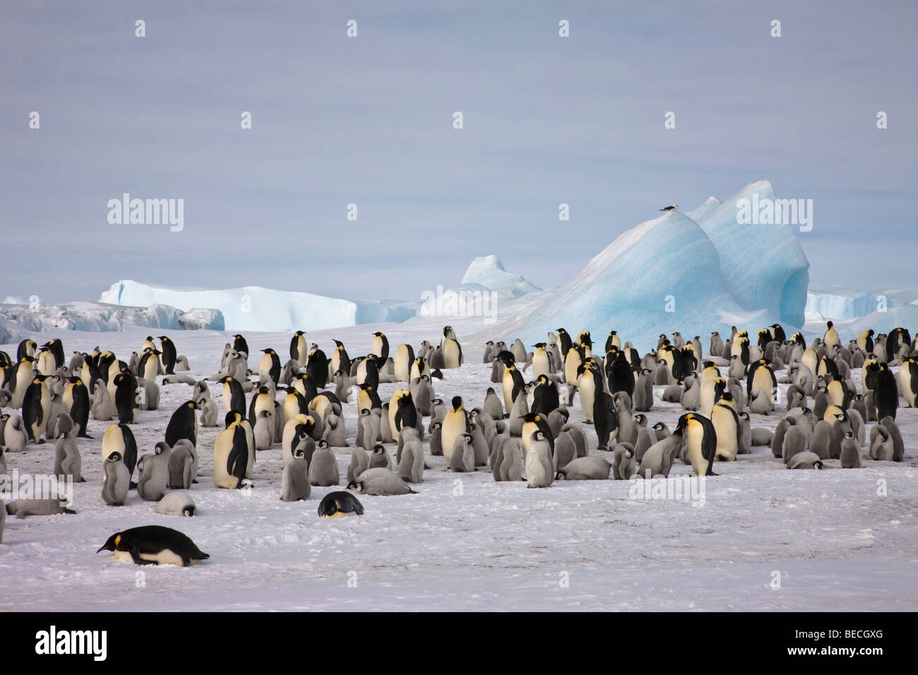 Allevamento di grande colonia di pinguini imperatore, big rookery con gli adulti e i bambini sulla neve ghiaccio, blu iceberg sfondo orizzonte bassa cielo blu spazio copia Foto Stock