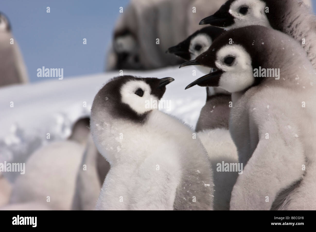 2 carino fluffy funny baby Pinguini imperatore parlando di close-up, sfondo innevato, cielo blu Antartide Foto Stock
