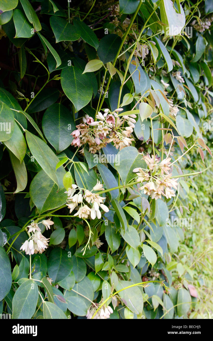 Stauntonia hexaphylla blossom Foto Stock