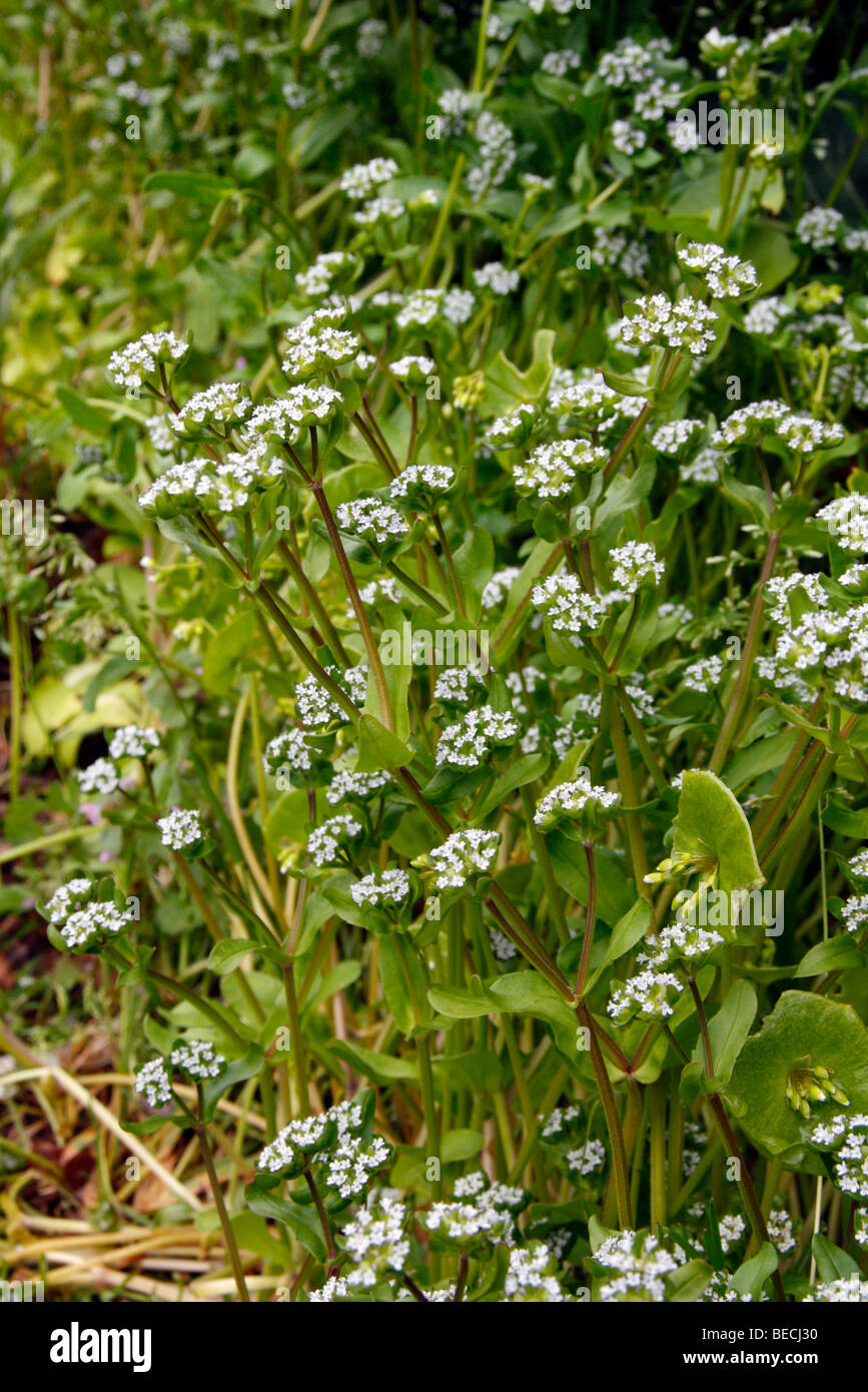 Valerianella locusta insalata di mais o di agnelli la lattuga è un utile inverno insalata Foto Stock