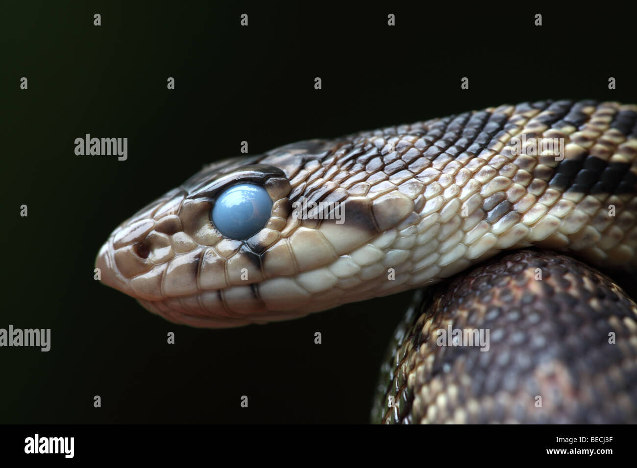 Pacific Gopher Snake (Pituopis catenifer catenifer) - mostra la palpebra trasparente (brille) prima di spargimento pelle - Oregon - USA Foto Stock