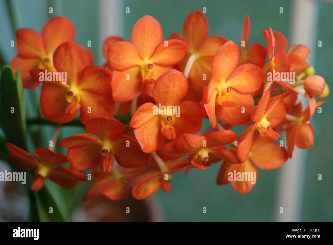 Ascocenda orchid immagini e fotografie stock ad alta risoluzione - Alamy