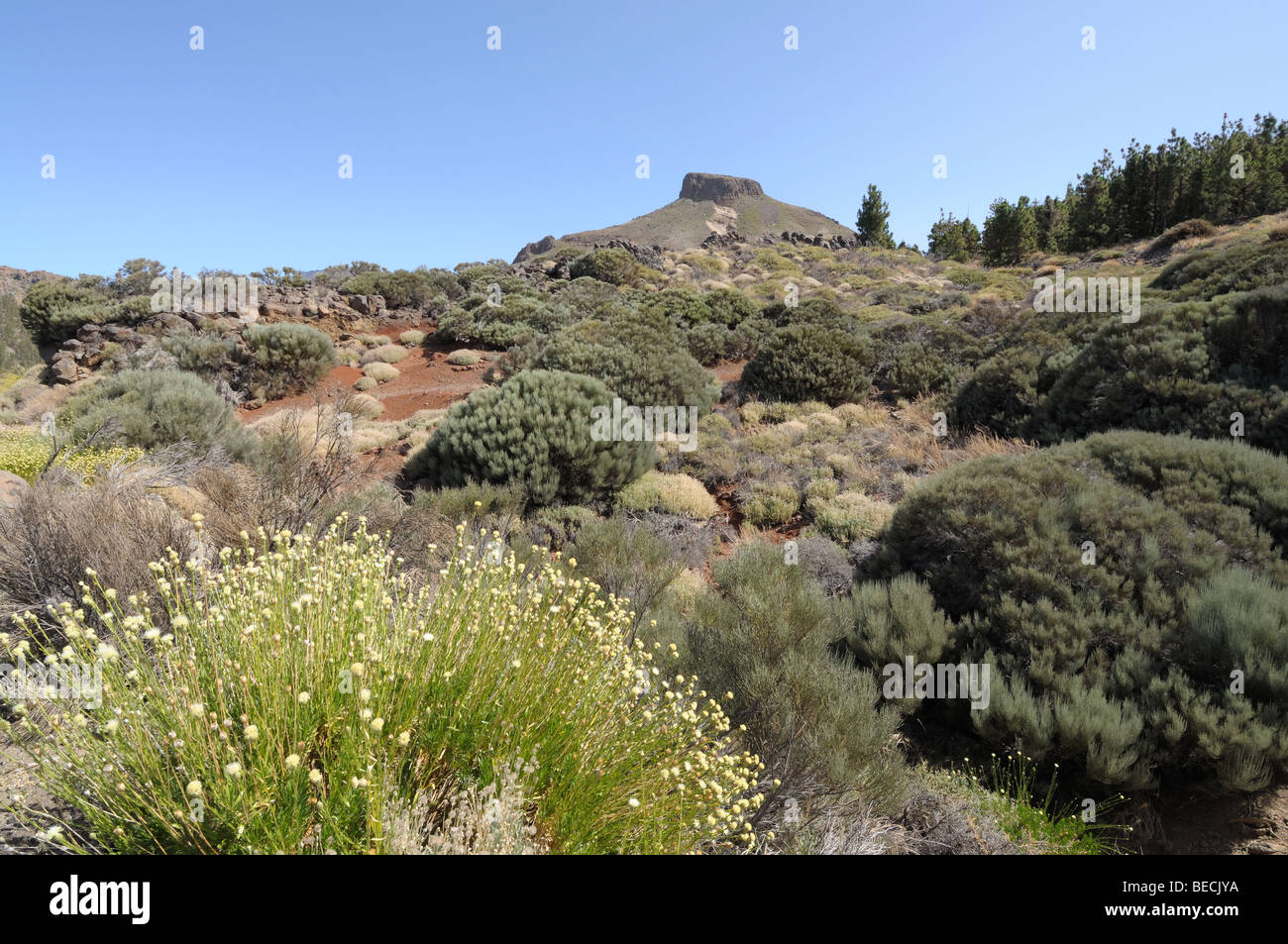 Mountain El Retamar nel Parco Nazionale del Teide Tenerife Foto Stock