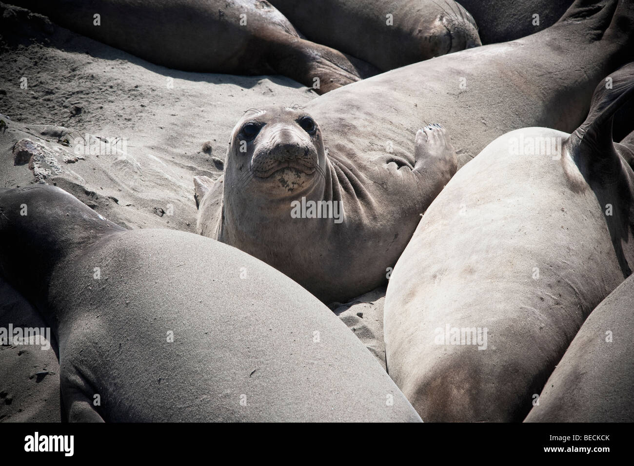 I leoni di mare sulla spiaggia, California State Route 1, CALIFORNIA, STATI UNITI D'AMERICA Foto Stock