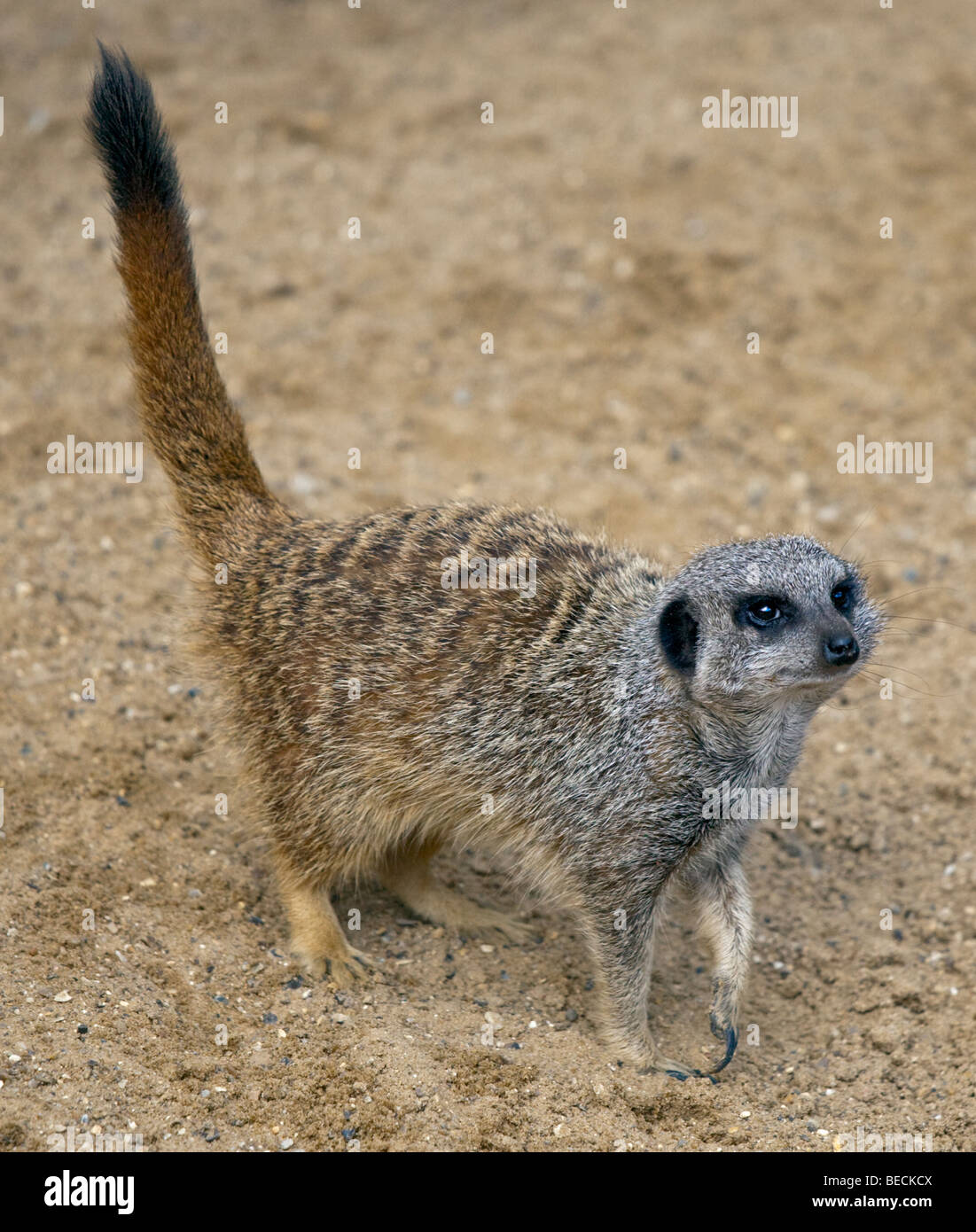 Slanciata Meerkat codato (suricata suricatta) Foto Stock