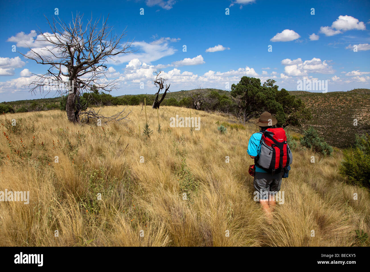 Donna escursionismo in erba lunga in Guadalupe Mountains Lincoln National Forest area Nuovo Messico USA Foto Stock