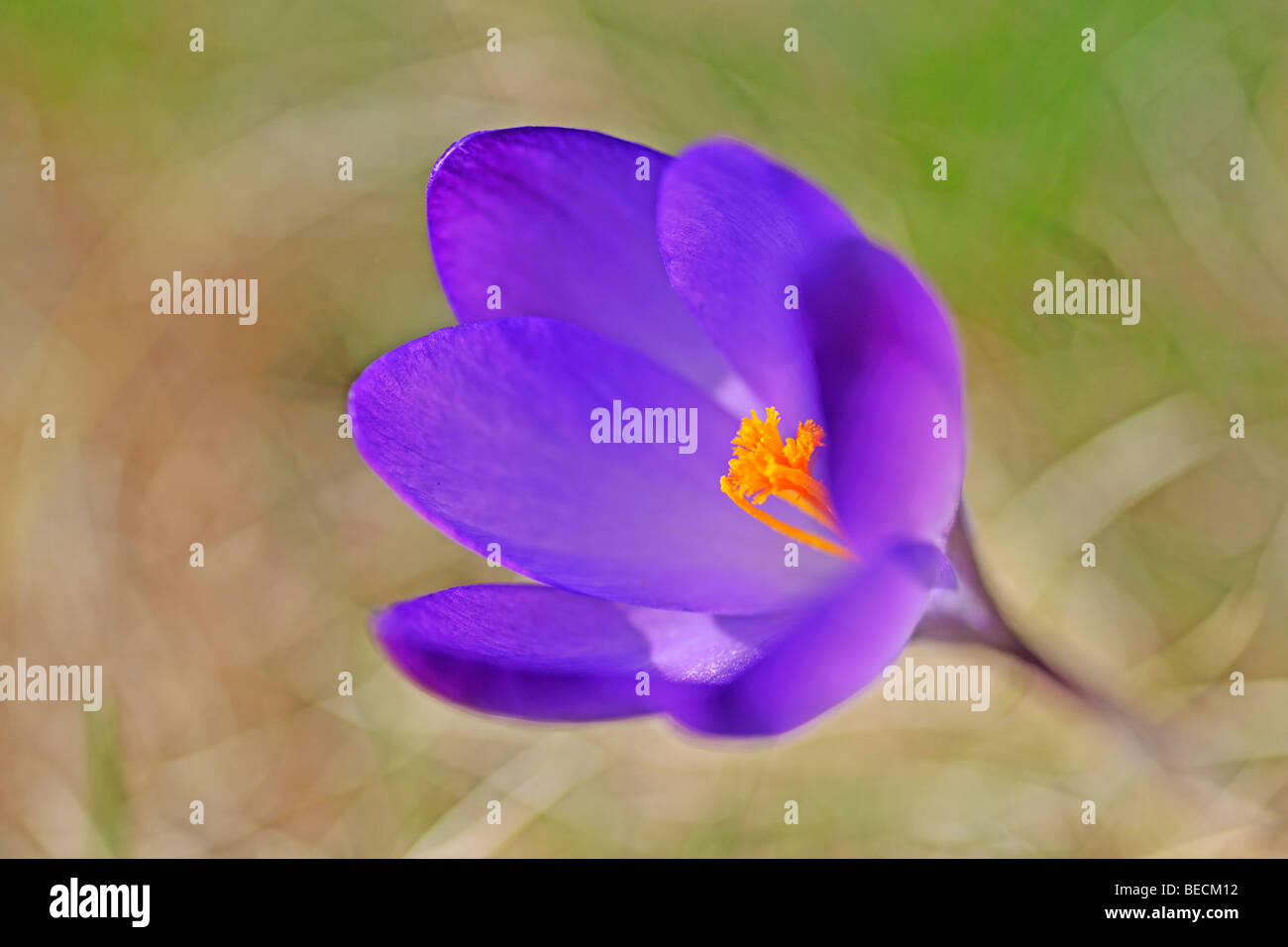 Crocus viola (Crocus) Foto Stock