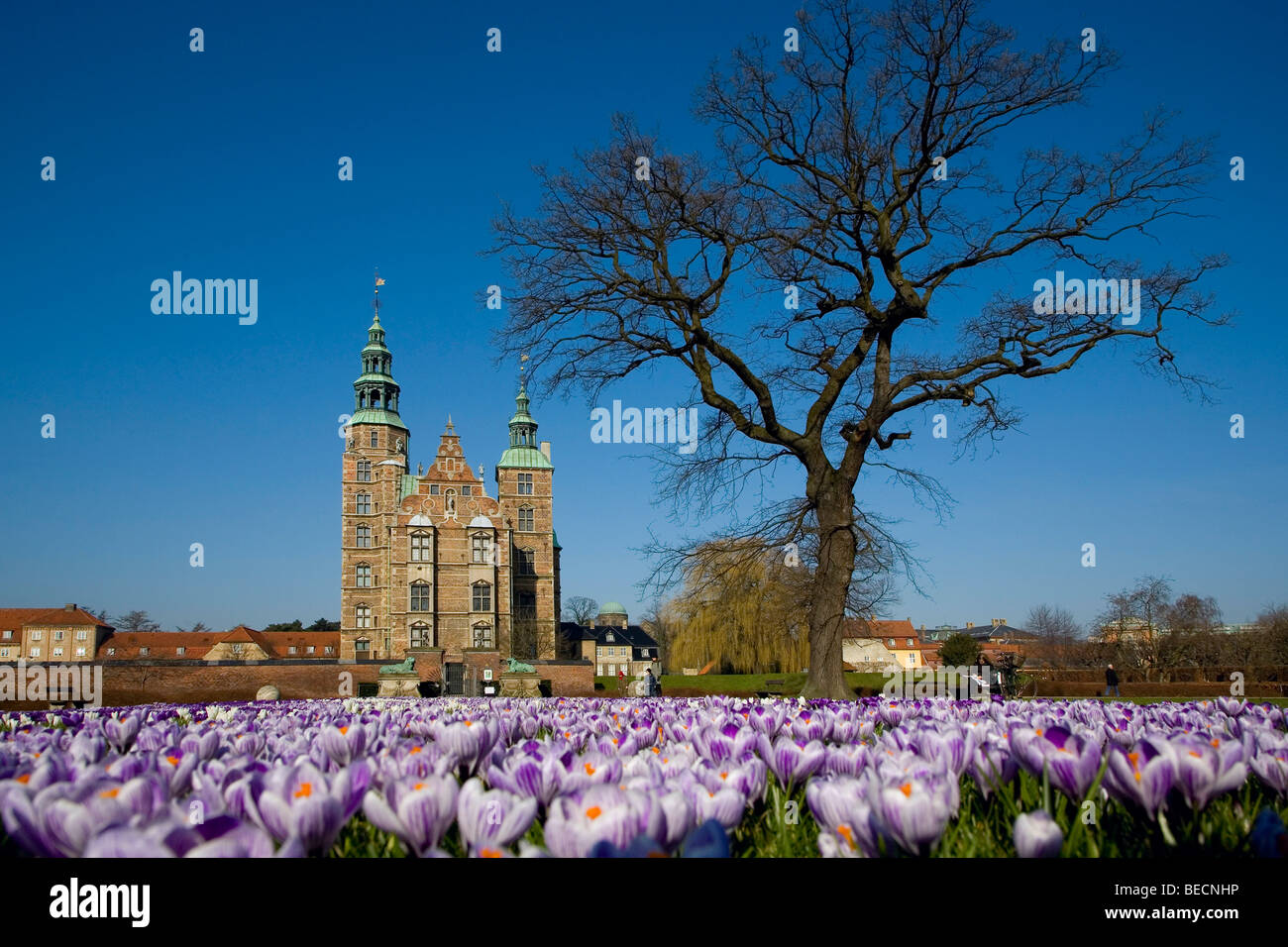 Crocus fiori nel prato di fronte il castello di Rosenborg, Copenhagen, Danimarca Foto Stock