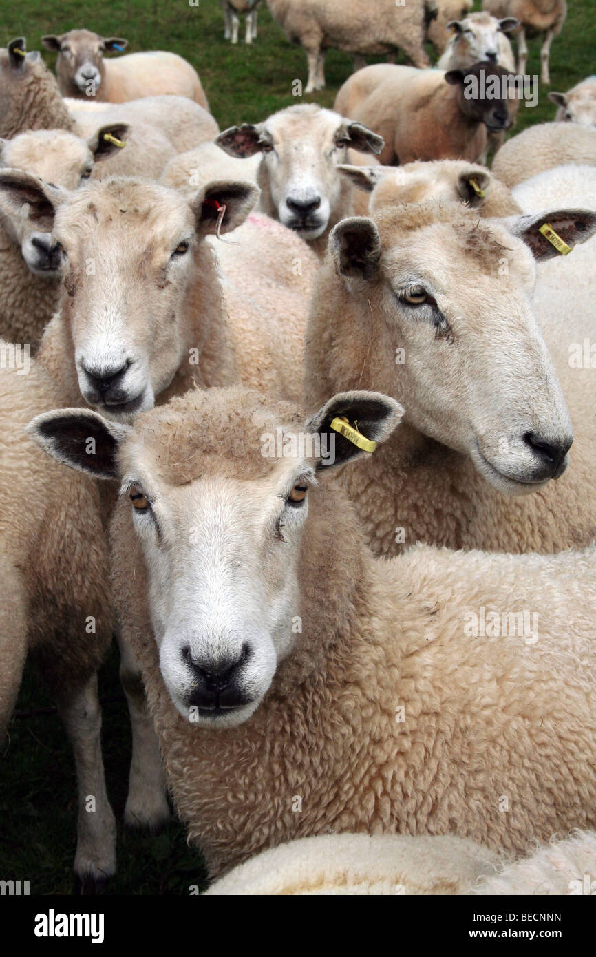 Allevamento delle pecore Foto Stock