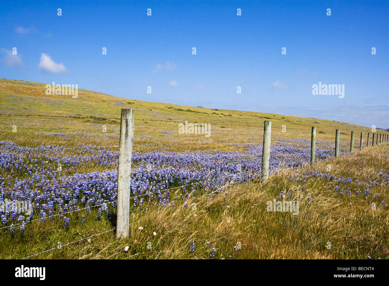 Recinzione in un campo, California State Route 1, CALIFORNIA, STATI UNITI D'AMERICA Foto Stock