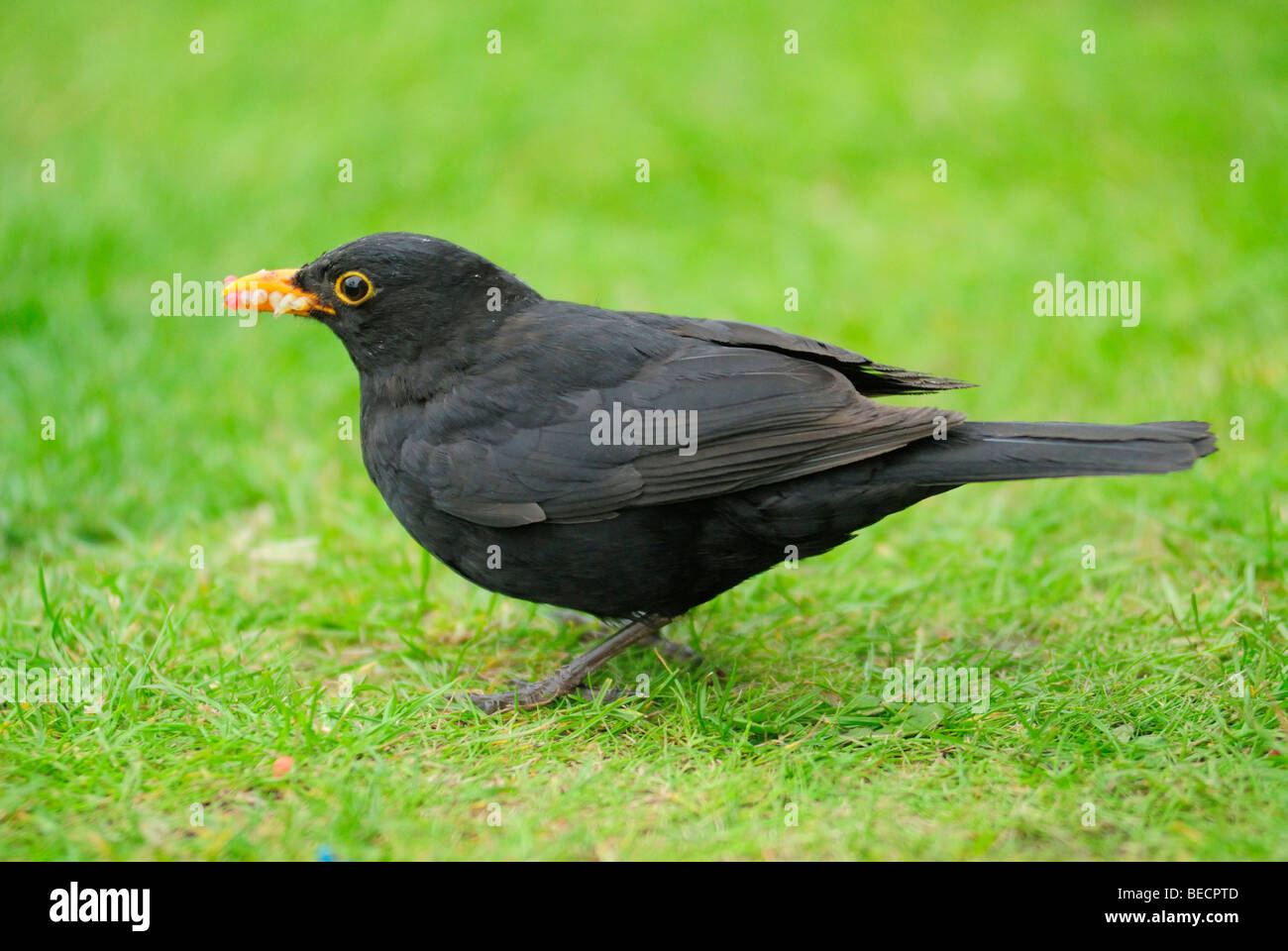 Comune Blackbird mangiare maggots Foto Stock