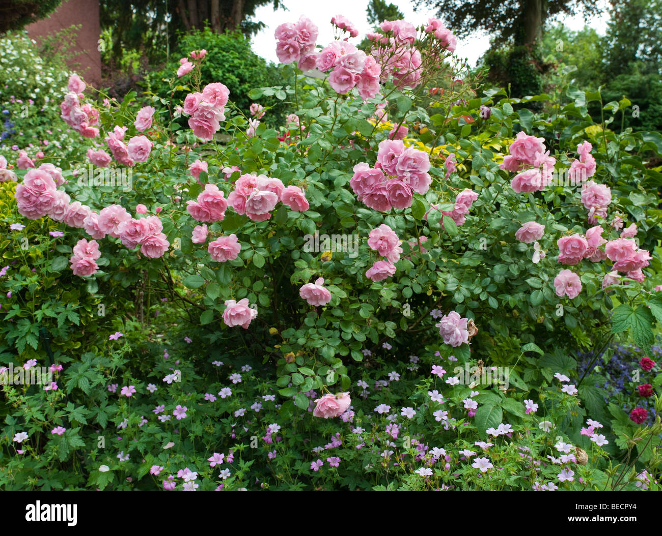 Rosa ad arbusto nel giardino cottage con gerani in primo piano. Foto Stock