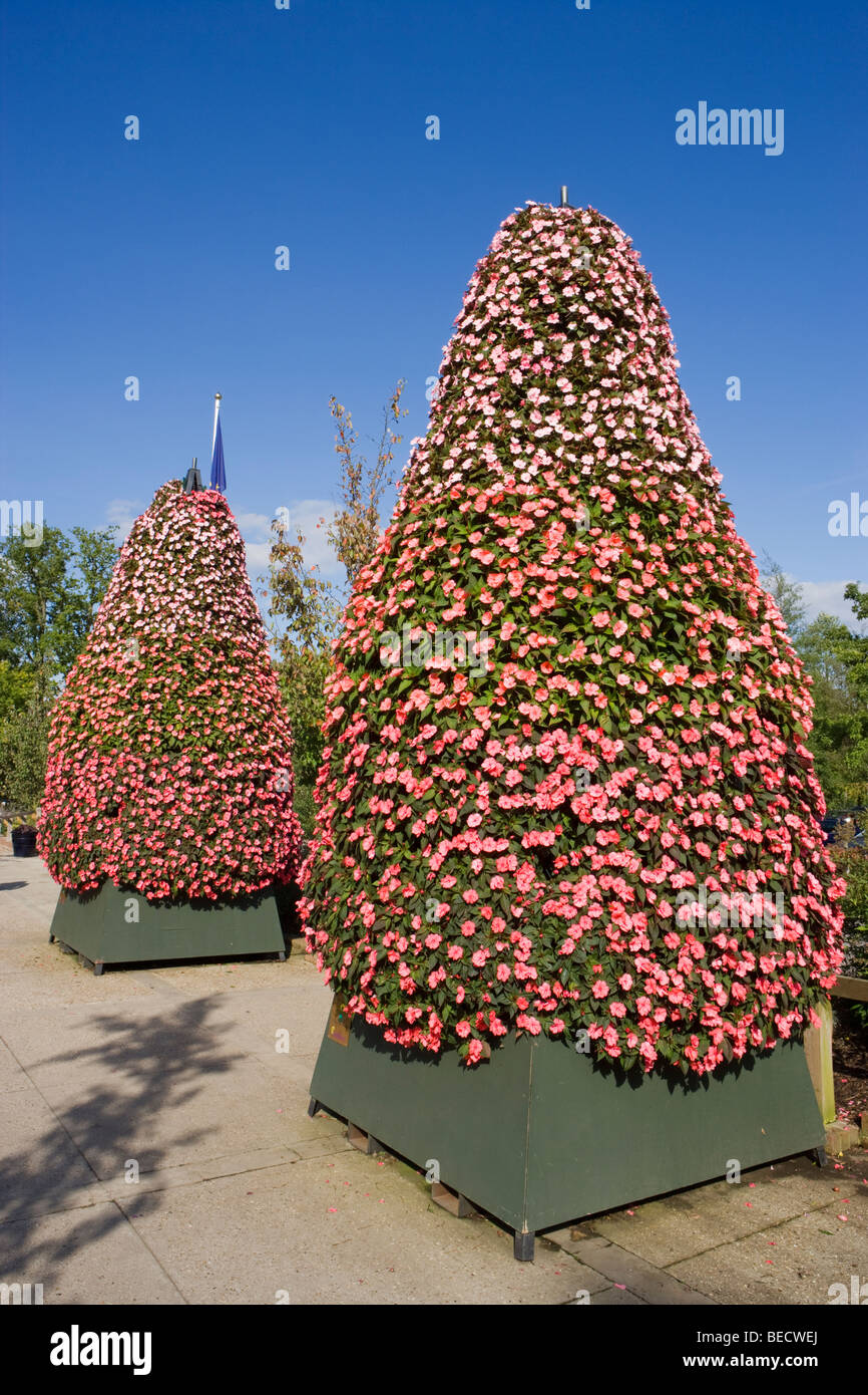 Fiori in mostra al di fuori di Wisley RHS Garden. Surrey, Regno Unito Foto Stock