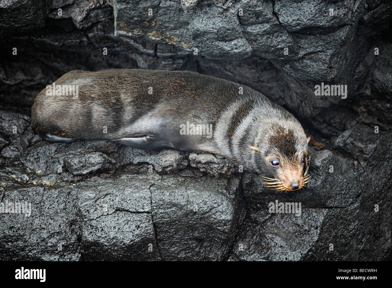 Le Galapagos pelliccia sigillo (Arctocephalus galapagoensis) sulla roccia bagnata, isola di Santiago, San Salvador, Isola James, Puerto Egas, Galapag Foto Stock