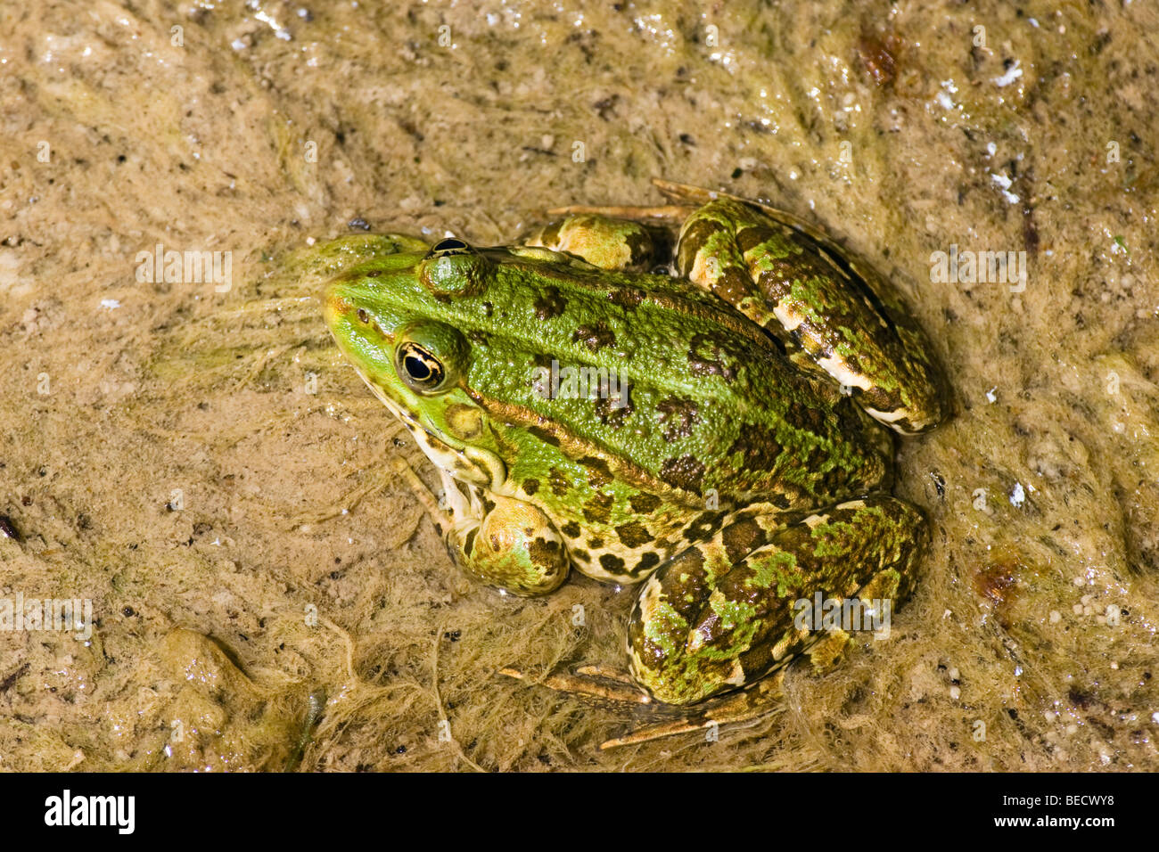 Frog (Rana spec.), Parco Nazionale di Krka, Dalmazia, Croazia, Europa Foto Stock