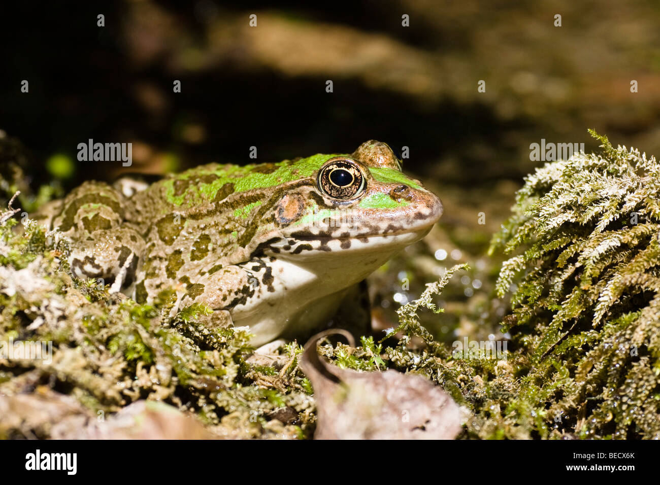 Frog (Rana spec.), Parco Nazionale di Krka, Dalmazia, Croazia, Europa Foto Stock