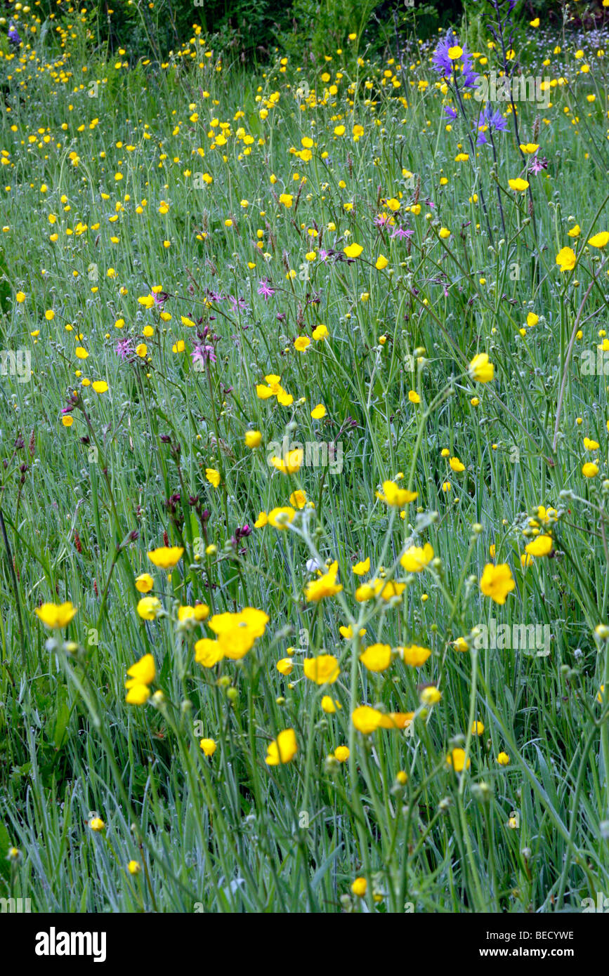 Ranunculus acris - Prato buttercup , Lychnis flos-cuculi - Ragged Robin e Camassia leichtlinii Foto Stock