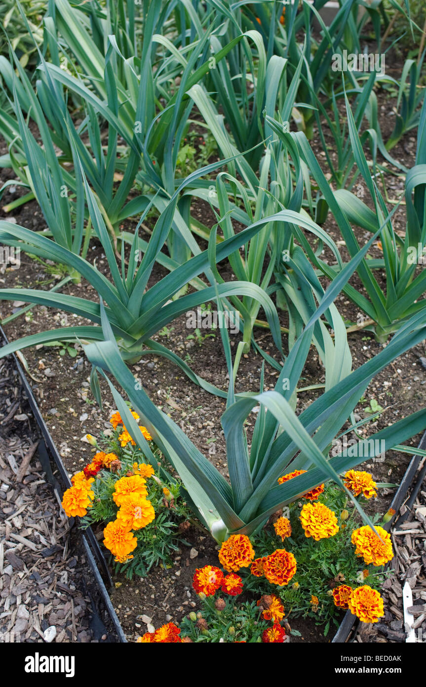 Le calendule cresce accanto ai porri e cipolle in un orto Foto Stock