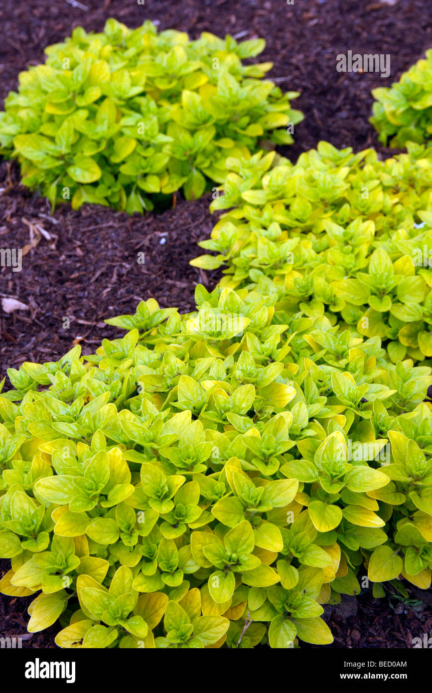 Golden maggiorana - Origanum vulgare " Aureum degli azionisti Foto Stock