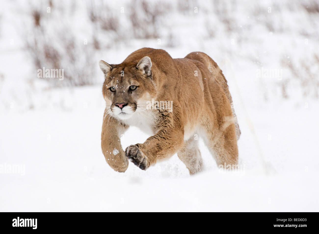 Esecuzione di Cougar (Felis concolor) nella neve, Montana, USA Foto Stock