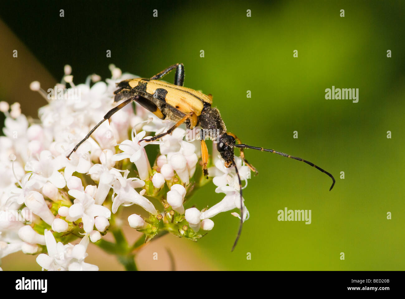 Scarabeo del Longhorn Foto Stock