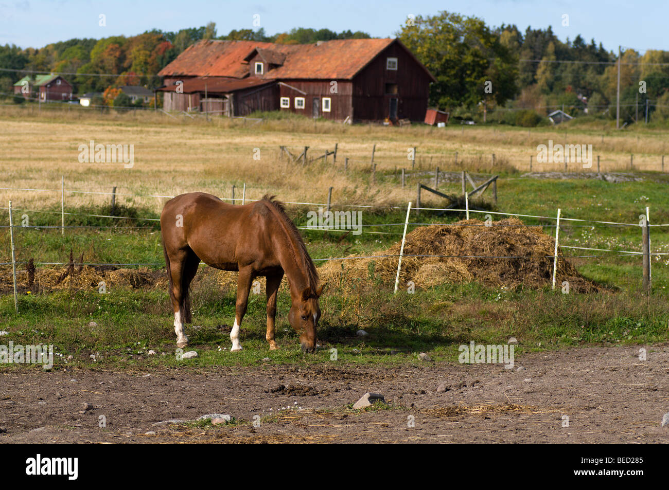 Cavallo pascolano nella campagna svedese Foto Stock