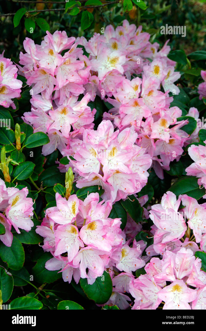 Rhododendron " parte rosa' Foto Stock