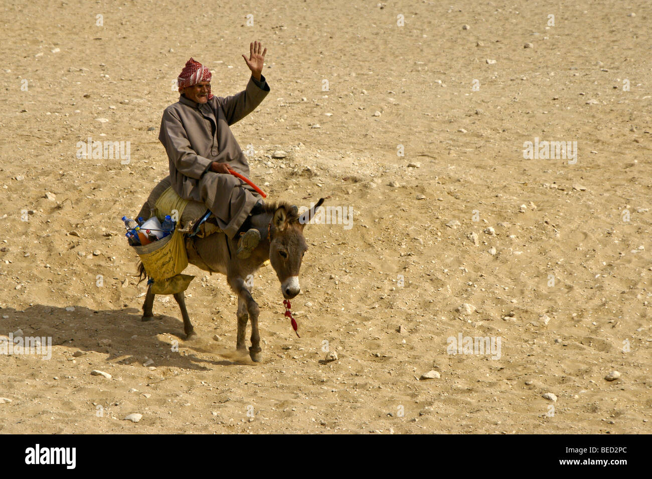 Bere fornitore asino di equitazione al Cairo, Egitto Foto Stock