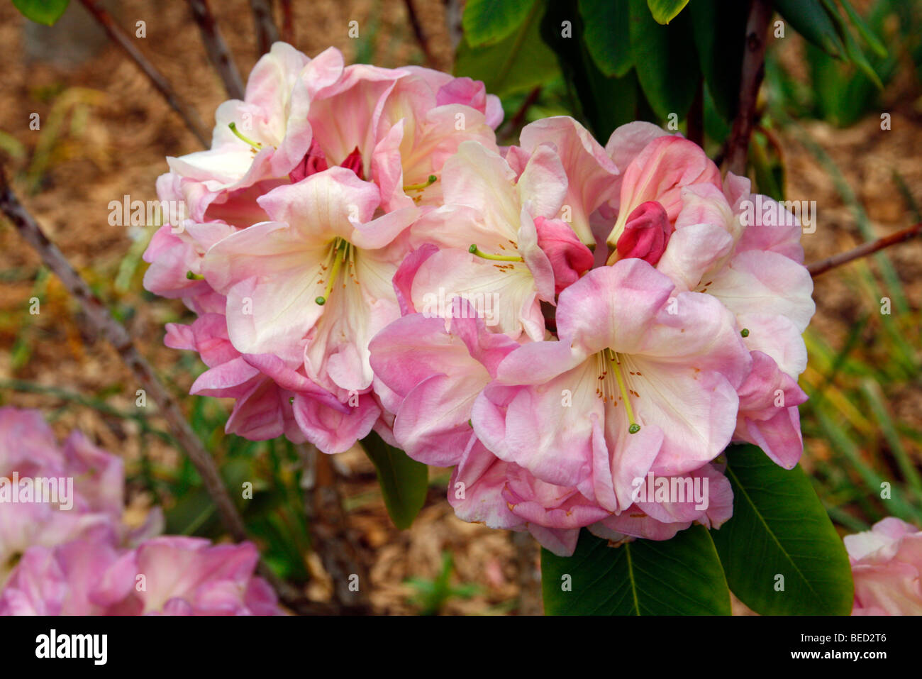Rhododendron ''Exbury Naomi' Foto Stock