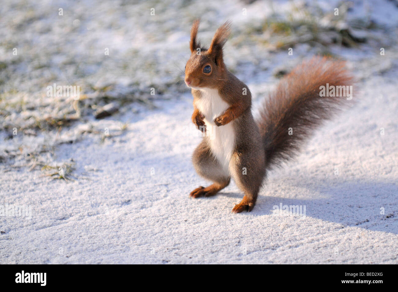 Eurasian red scoiattolo (Sciurus vulgaris) in un giardino Foto Stock