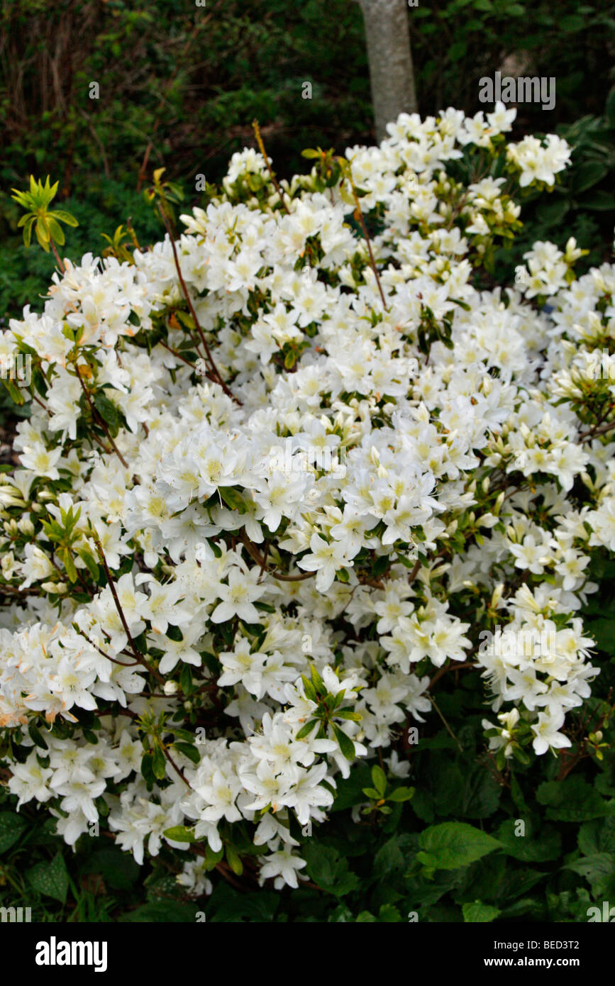 Rhododendron 'Palestrina degli azionisti Foto Stock