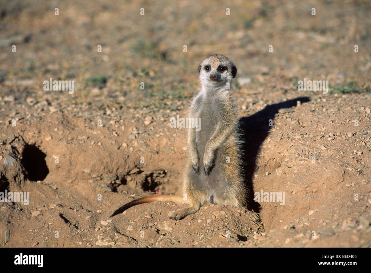Meerkat (Suricata suricatta) sulla protezione, Namibia, Africa Foto Stock
