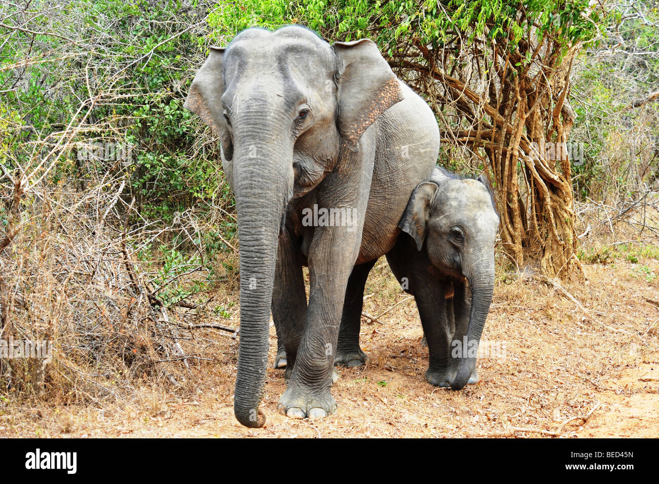 La madre e il bambino elefante nella giungla spazzola Sri Lanka asia Foto Stock