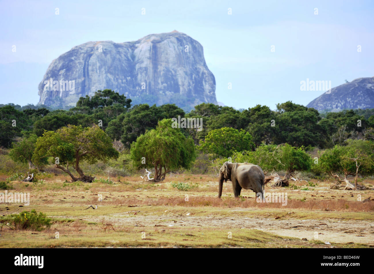 Elefanti a Elephant Rock Yala National Park Sri Lanka asia Foto Stock