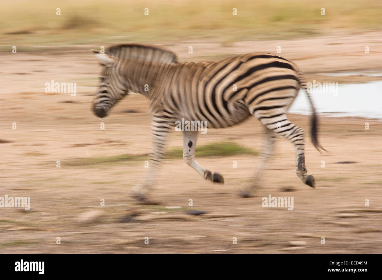 Zebra in esecuzione nei pressi di un fiume in Sud Africa Foto Stock