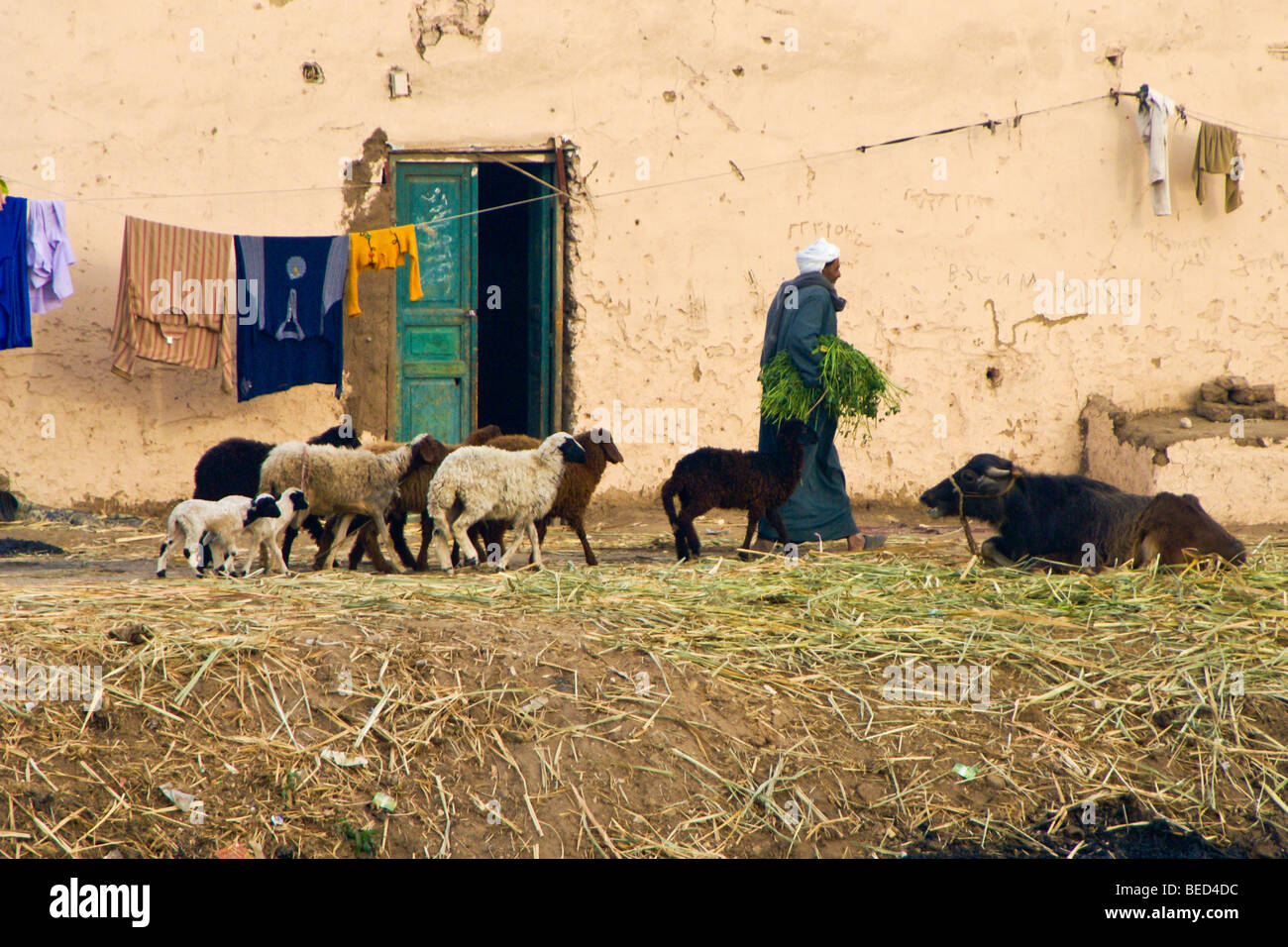 Uomo con pecora, Luxor, Egitto Foto Stock