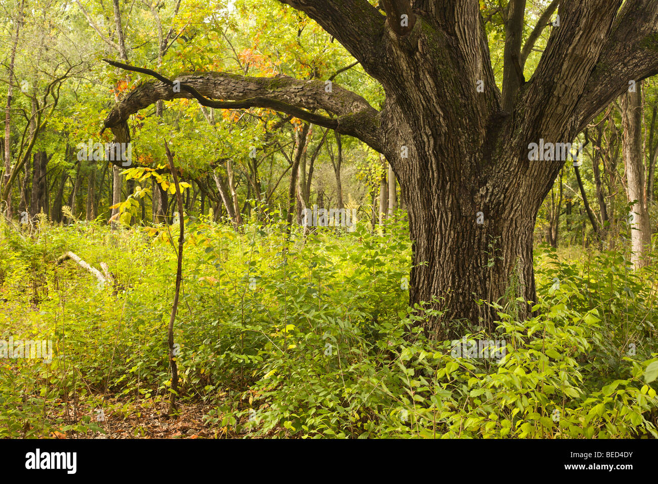 White Oak tree sulla savana. Cascata Glen Forest Preserve. DuPage County, Illinois Foto Stock