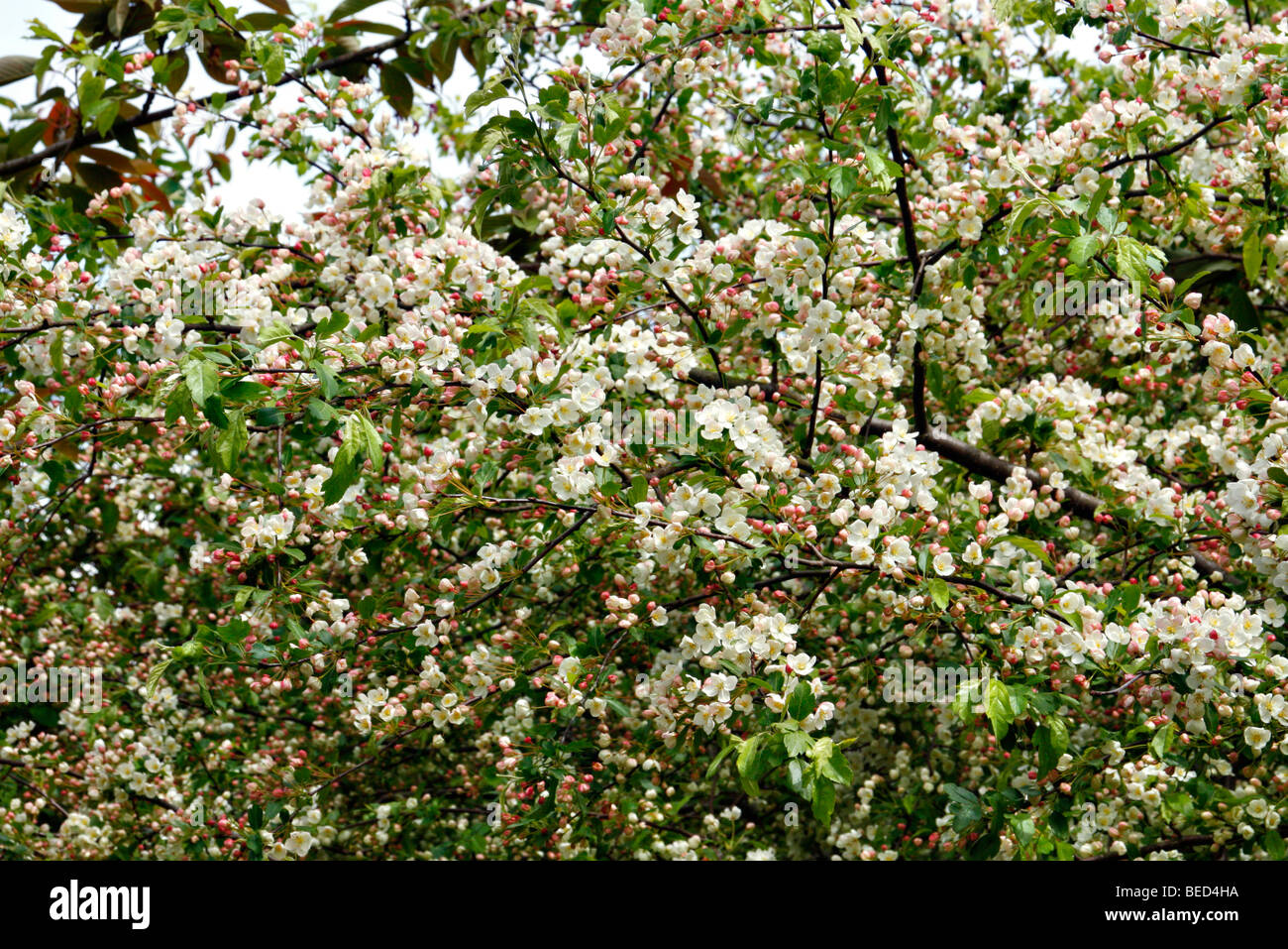 Malus toringo blossom Foto Stock