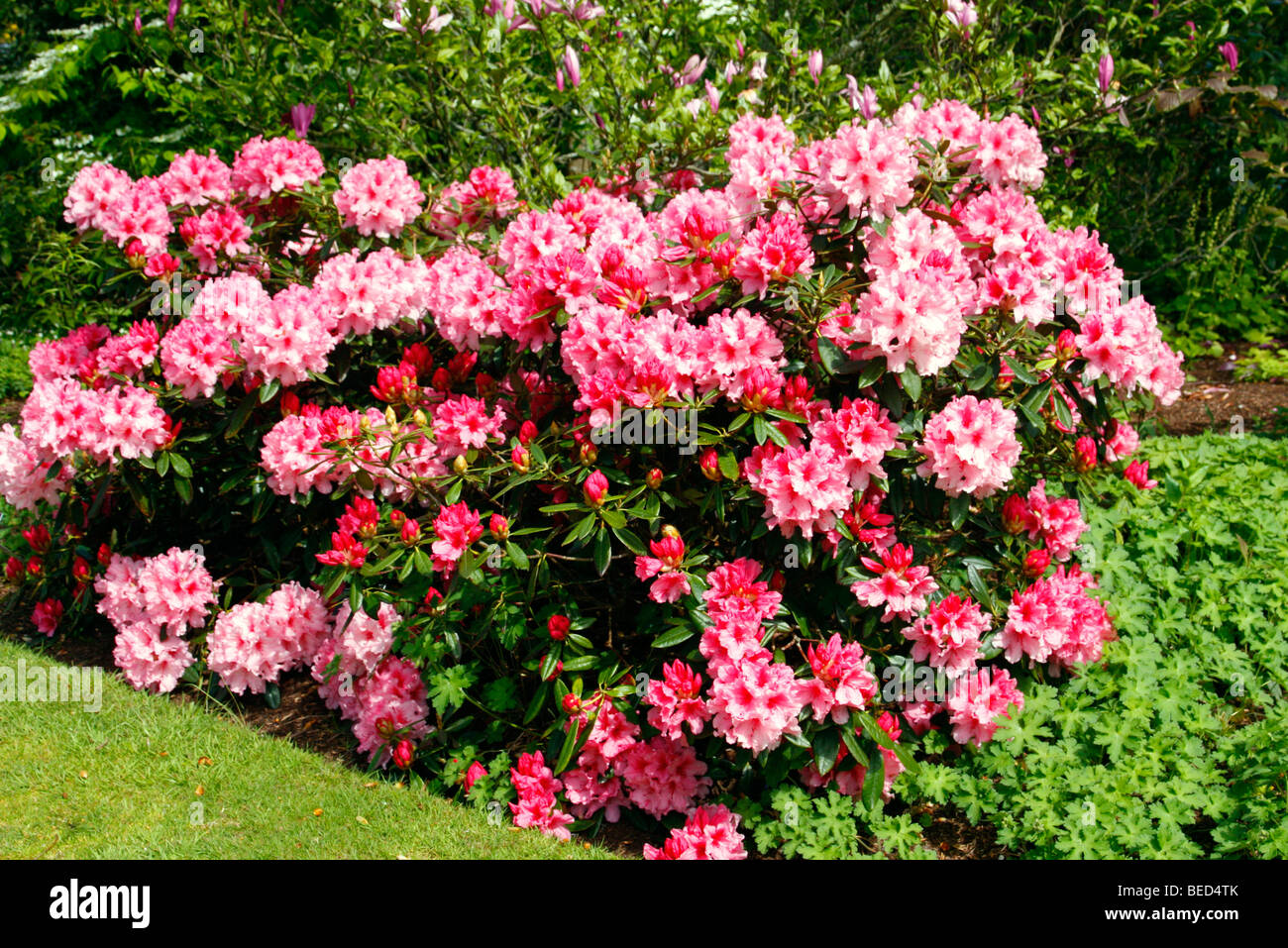 Rhododendron 'Hydon Dawn' AGM Foto Stock